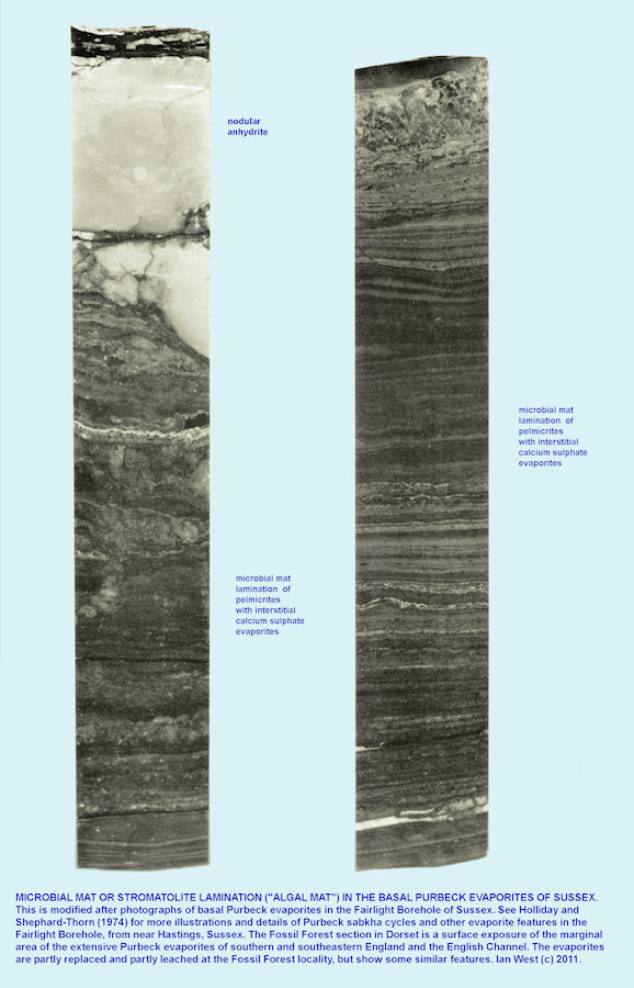 Purbeck microbial mats and evaporites of the Fairlight Borehole, Sussex, shown for comparison with Purbeck microbial mats and evaporites of the Fossil Forest exposure, east of Lulworth Cove, Dorset