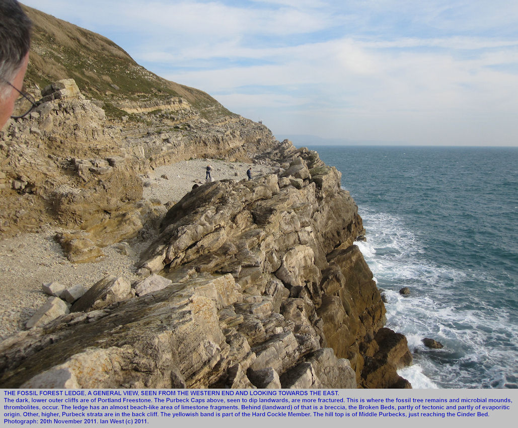 A general view of the Fossil Forest ledge, east of Lulworth Cove, Dorset, seen from the western end of the ledge, 20th November 2011