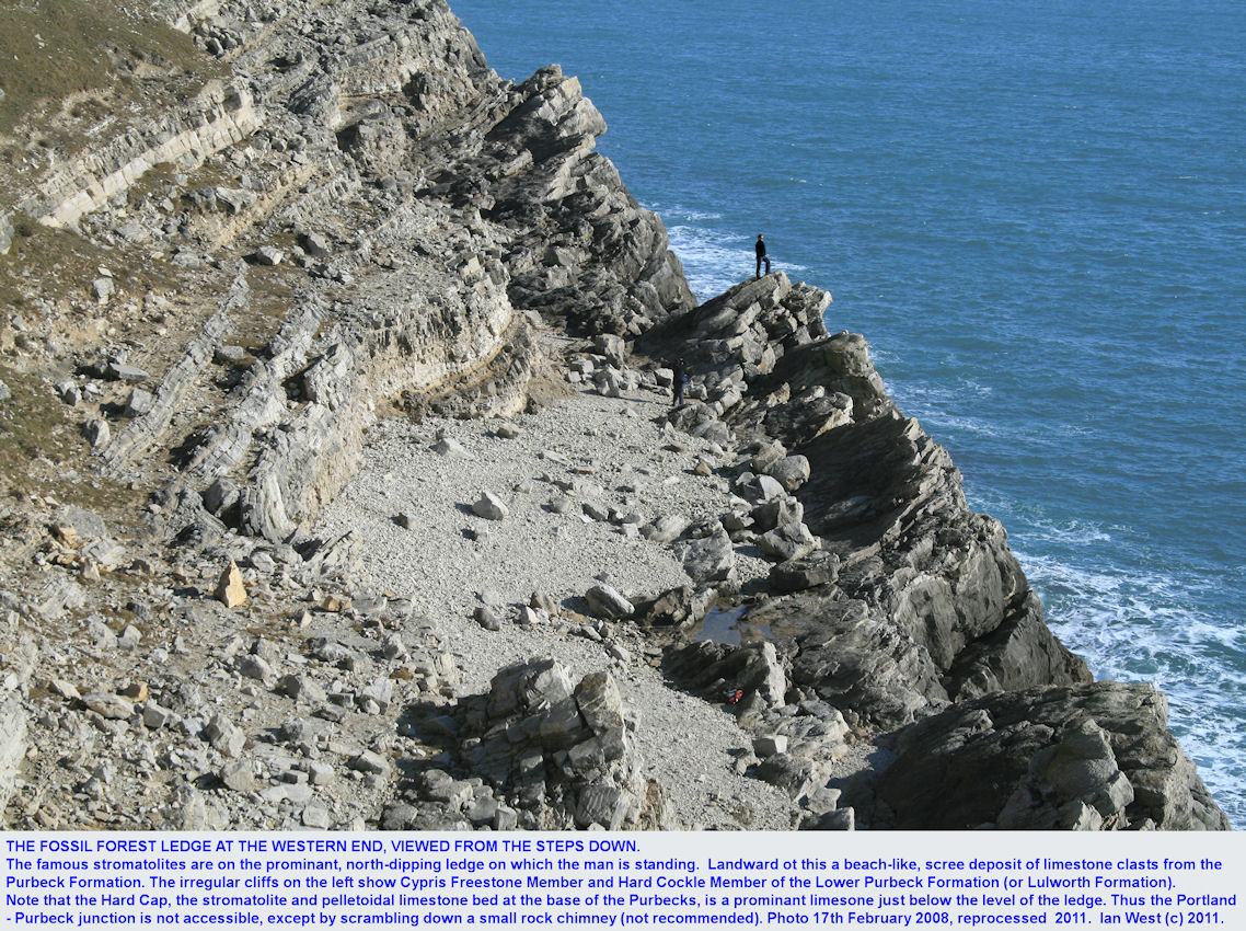 A general view of the Fossil Forest ledge, east of Lulworth Cove, Dorset, from the steps down