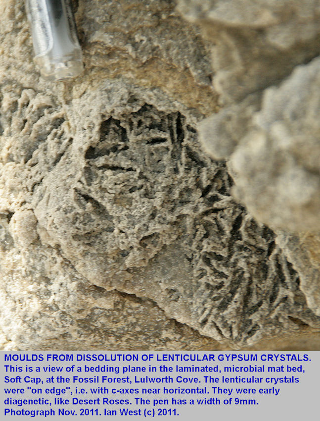 Hollow moulds left by the dissolution of lenticular gypsum crystals, on edge, in a laminated microbial mat limestone, Soft Cap, Fossil Forest ledge, east of Lulworth Cove, Dorset, November 2011