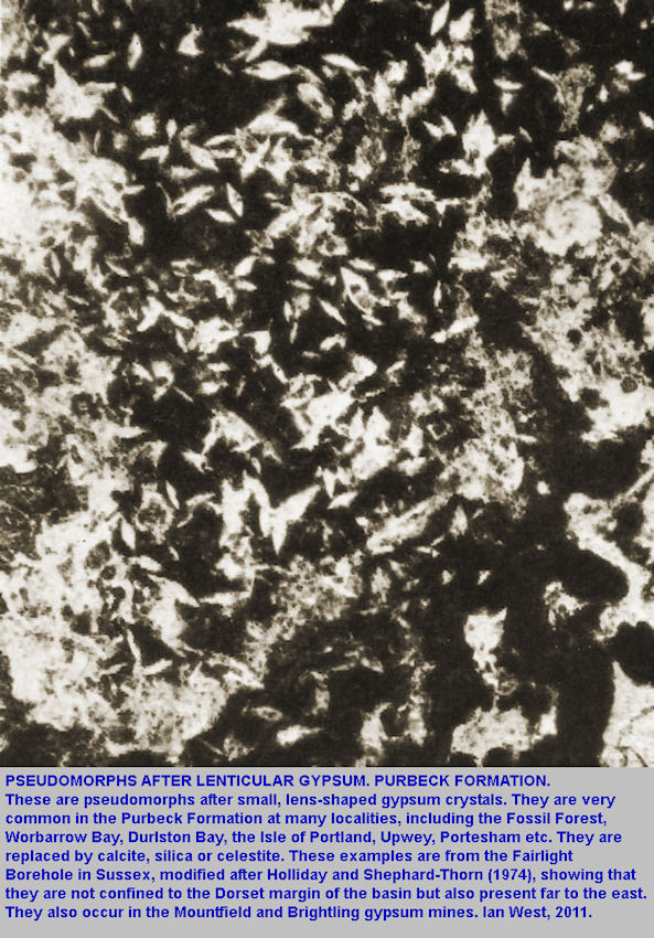 Pseudomorphs after lenticular crystals of gypsum are common in the Lower Purbeck Formation from Dorset to Sussex