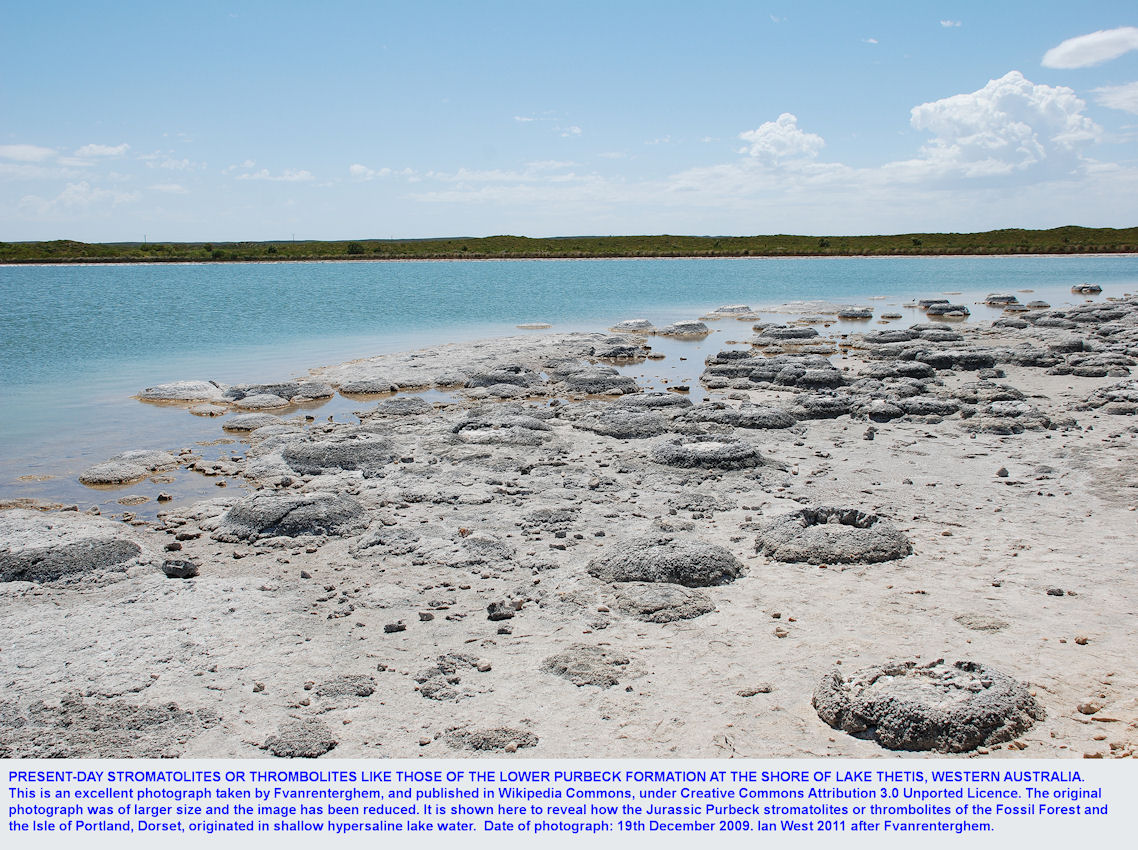 Thrombolites at Lake Thetis, western Australia, comparable to the late Jurassic thrombolites of the Basal Purbeck Formation, Dorset