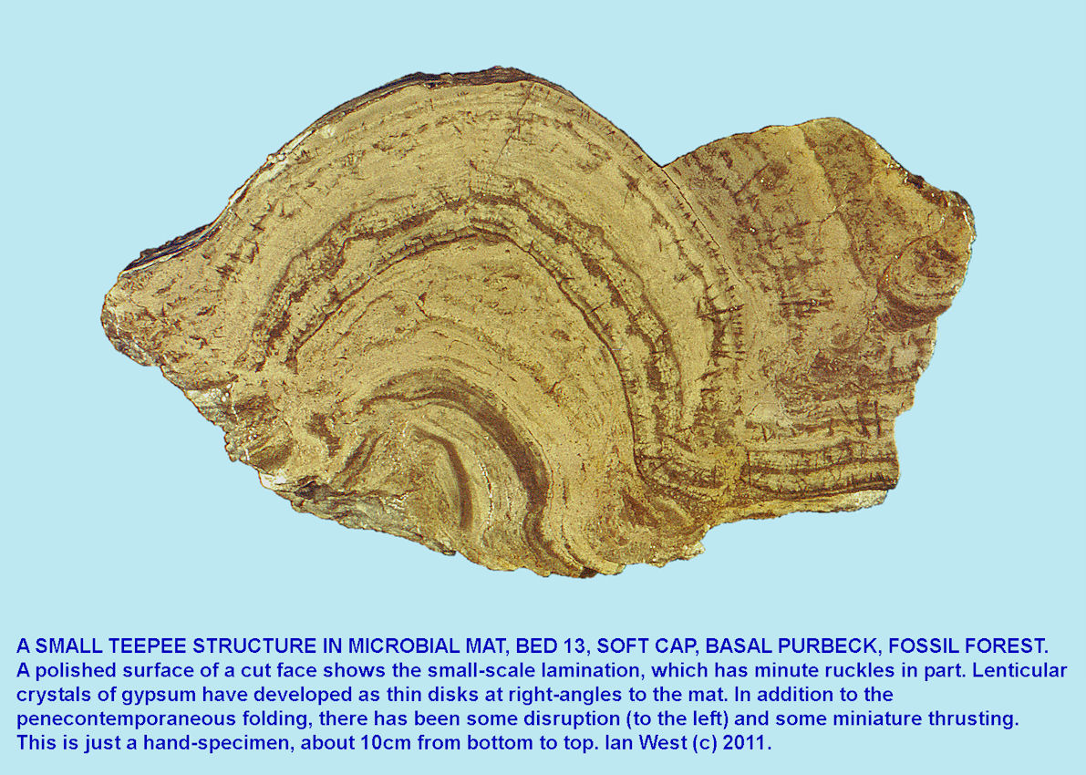 A polished block showing a section through a small teepee structure in microbial mat, Bed FF 13, Fossil Forest ledge, east of Lulworth Cove, Dorset