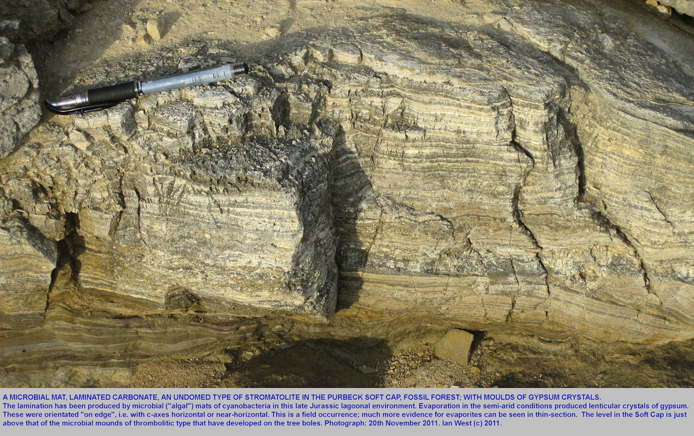 A microbial mat or stromatolite in the Soft Cap, Fossil Forest ledge, east of Lulworth Cove, Dorset, 20th November 2011