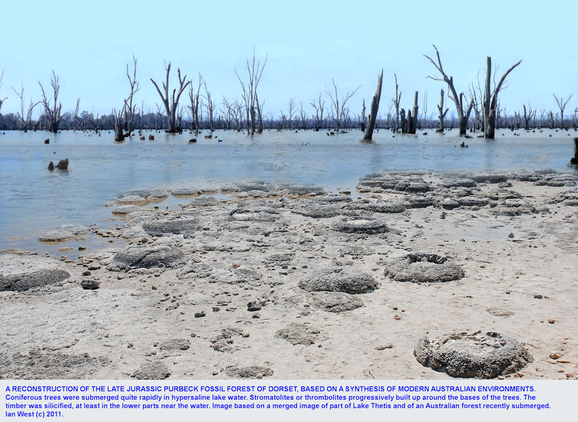 A postulated reconstruction of the Purbeck Fossil Forest environment, shortly after the coniferous trees had been submerged in hypersaline lake brine