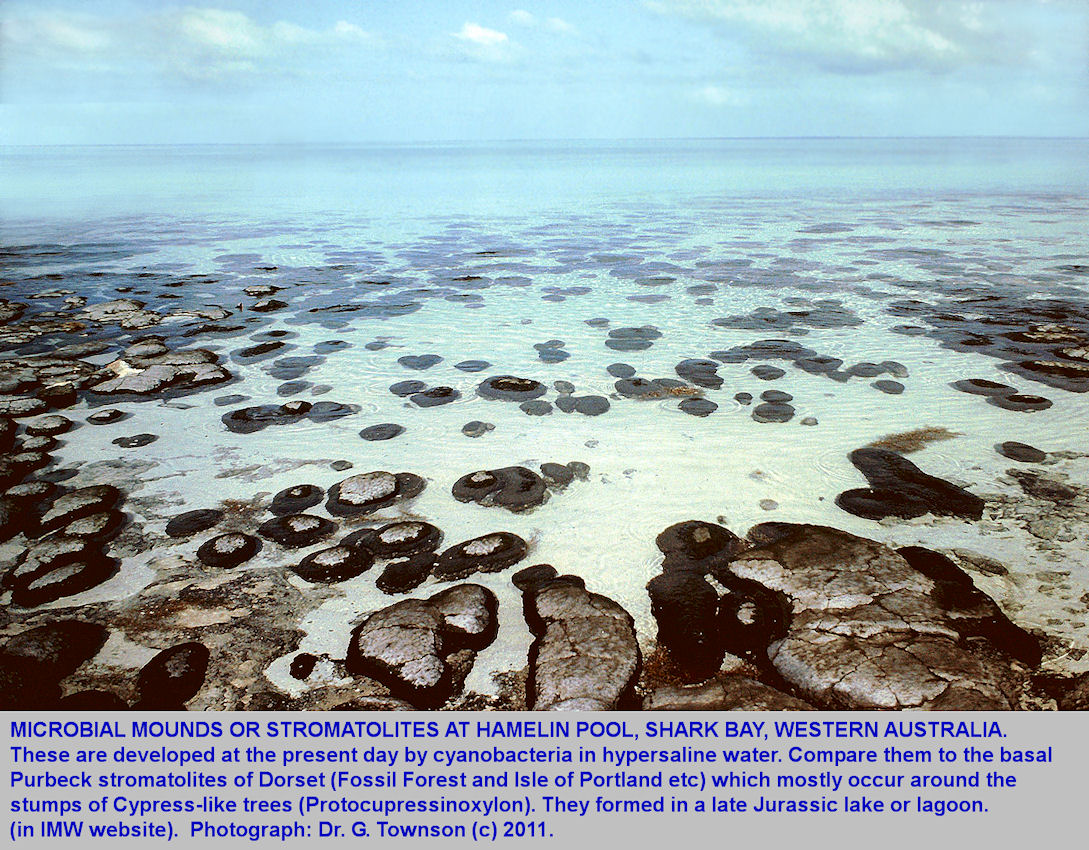 Stromatolites at Hamelin Pool, Shark Bay, Western Australia, in a photograph taken by Dr. Geoff Townson in 1981