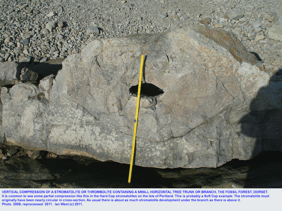 Some limited compaction of both a sub-horizontal tree trunk or branch and the thrombolite which has developed around it, Fossil Forest ledge, east of Lulworth Cove, Dorset