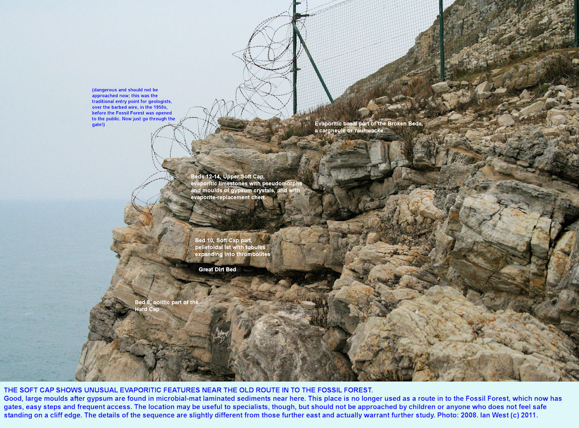 The evaporitic and thrombolitic Soft Cap at the western barbed wire barrier of the Fossil Forest ledge, east of Lulworth Cove, Dorset