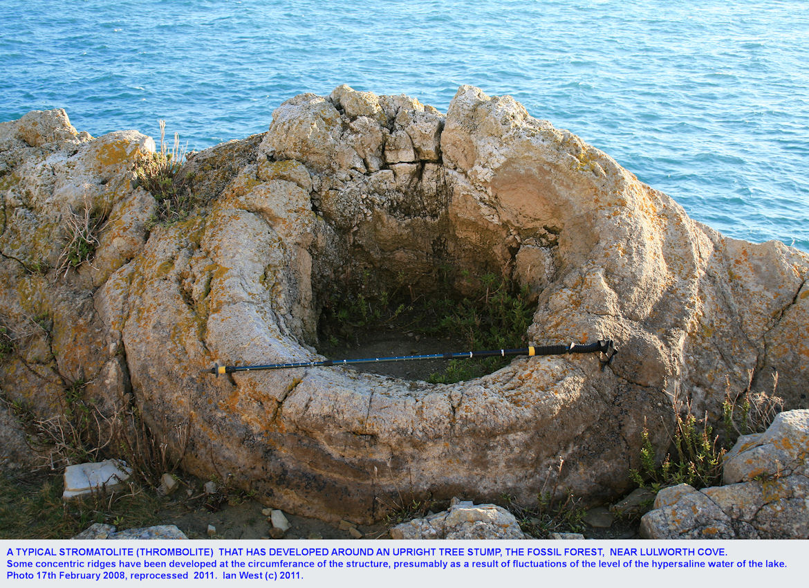 A thrombolite, formed around an upright tree stump, at the Fossil Forest ledge, east of Lulworth Cove, Dorset, 2008