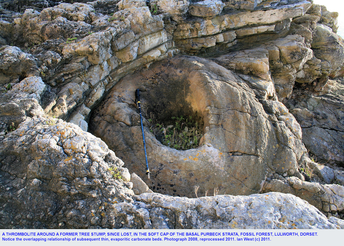 A large thrombolite, formerly around a coniferous tree, in the Soft Cap, Basal Purbeck Formation, Fossil Forest ledge, east of Lulworth Cove, Dorset, 2008