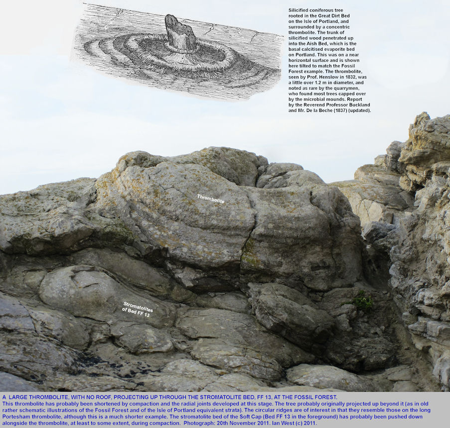 A radially fractured thrombolite at the Fossil Forest ledge, projecting through smaller stromatolites of Bed FF 13, 2011