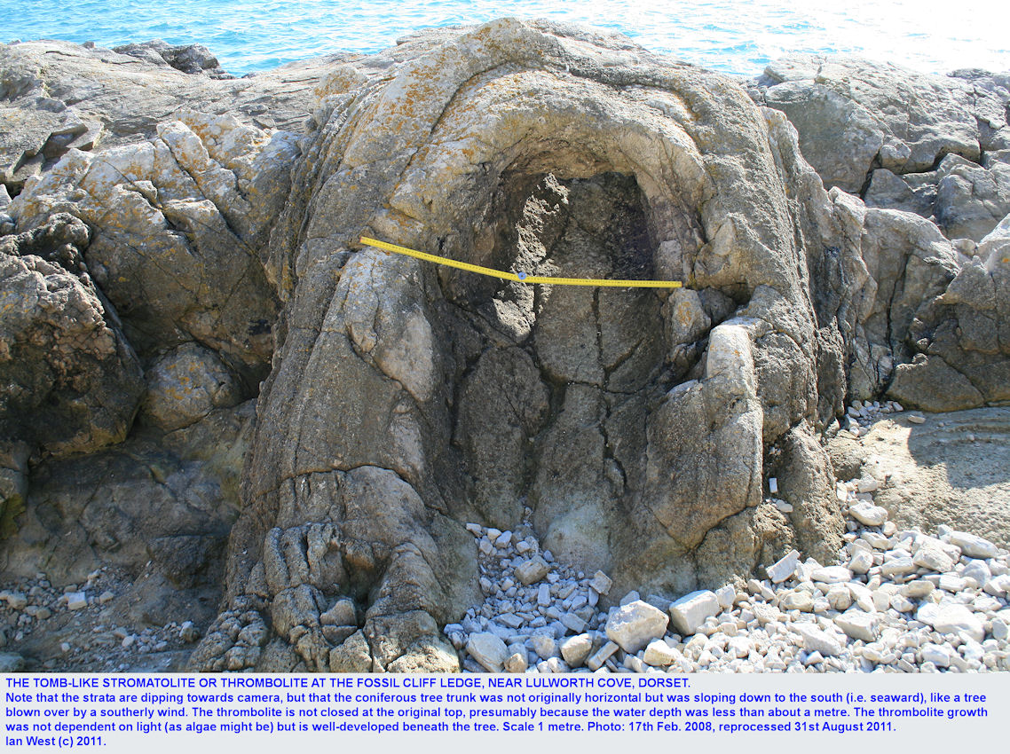 Tomb-Like thrombolite, Soft Cap, Basal Purbeck Formation, Fossil Forest ledge, east of Lulworth Cove, Dorset, 2008