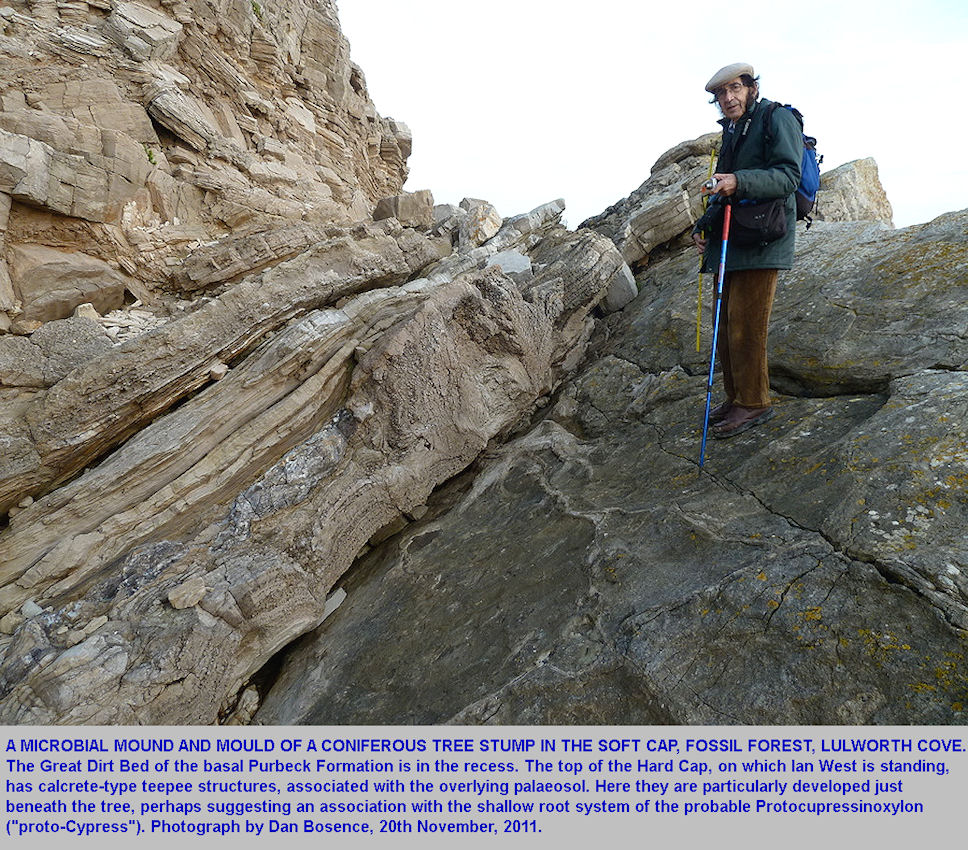 A cross-section of microbial mound around a fossil tree stump, Fossil Forest ledge, east of Lulworth Cove, Dorset, with Ian West, 20th November 2011