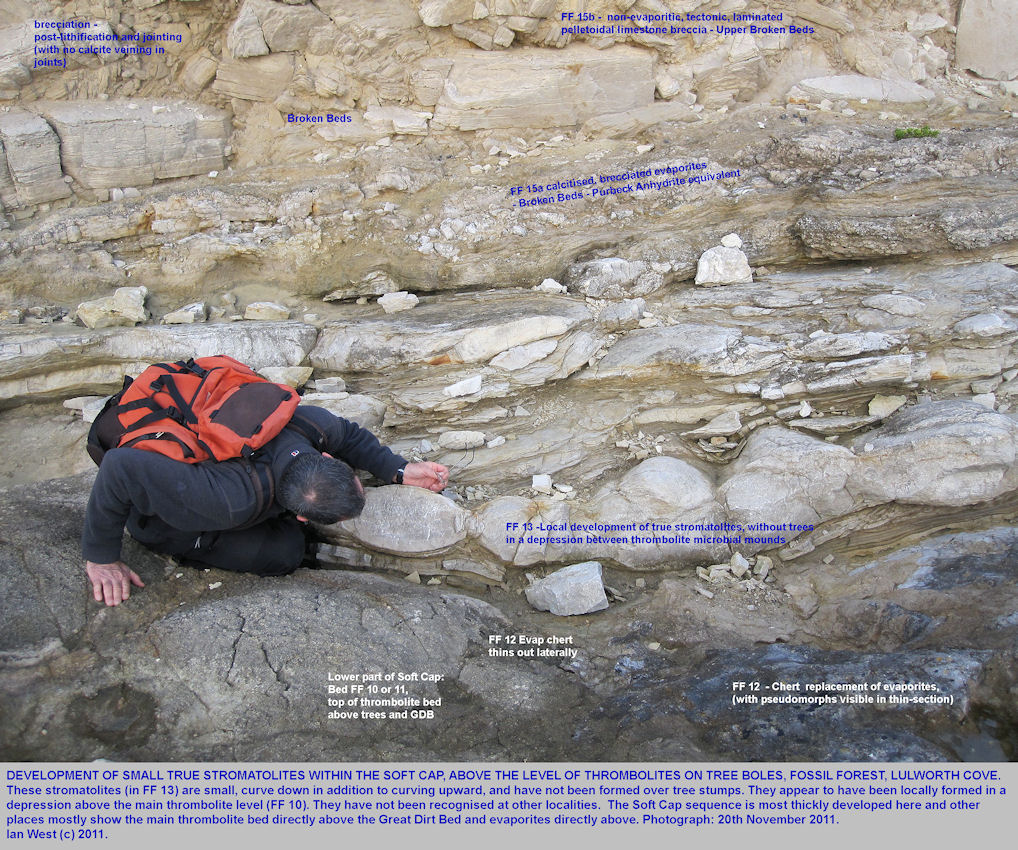 The true stromatolite bed, FF 13 of West (1975), in the basal Purbeck strata, and in association with evaporites, at the Fossil Forest ledge, east of Lulworth Cove, Dorset, 20th November 2011