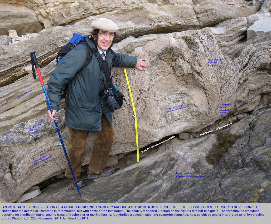 Ian West with the vertical section through a thrombolite formerly around a fossil tree, Fossil Forest ledge, east of Lulworth Cove, Dorset, 20th November 2011