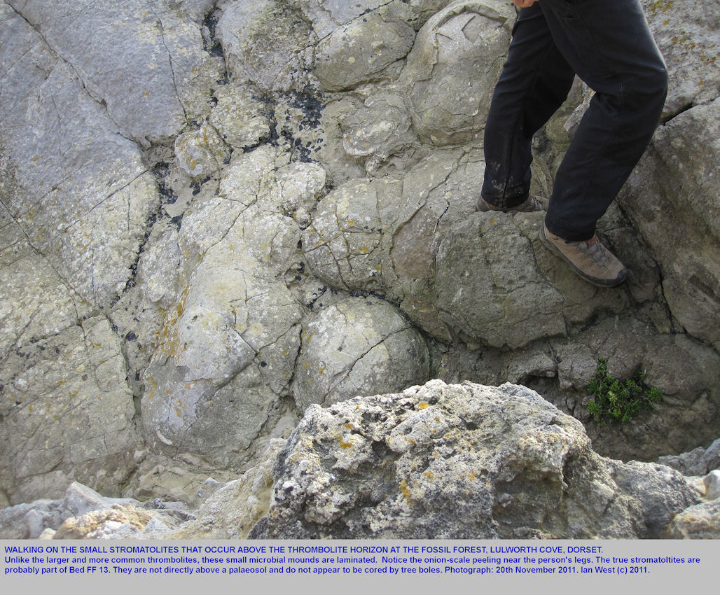 Walking on true stromatolites, present as small domes in Bed FF 13 in the basal Purbeck Formation, Fossil Forest ledge, east of Lulworth Cove, Dorset, 20th November 2011