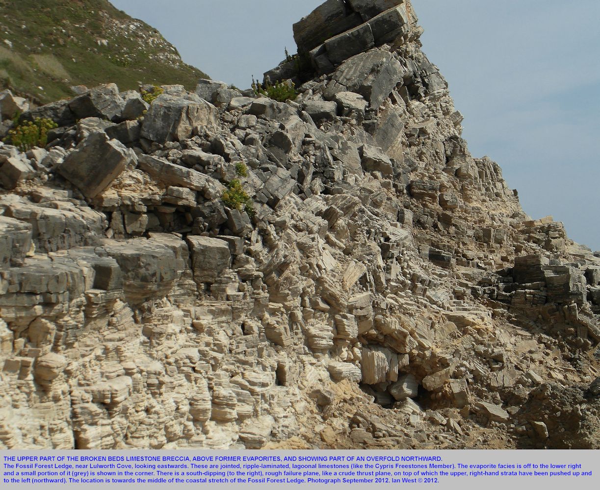 The Broken Beds, upper part, near the middle of the Fossil Forest ledge, east of Lulworth Cove, Dorset, September 2012