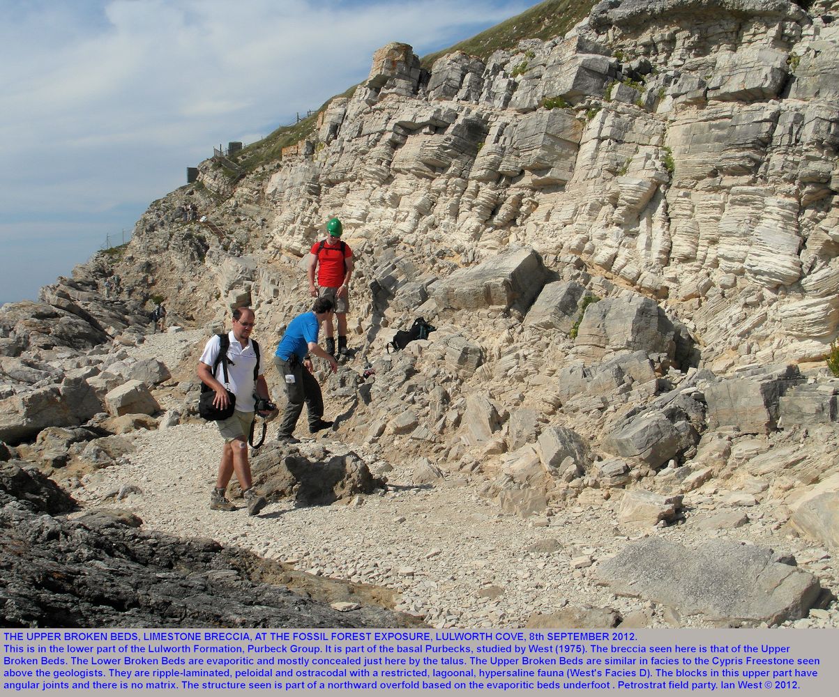 The upper Broken Beds, breccia, at the Fossil Forest ledge, east of Lulworth Cove, Dorset, with blocks of laminated peloidal limestone