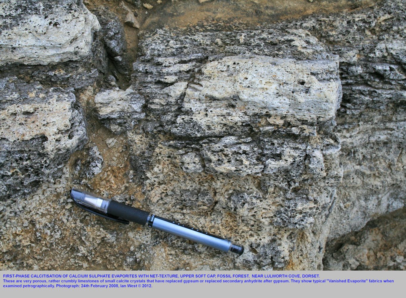 First-phase calcitised evaporites, with net texture, Upper Soft Cap, Fossil Forest ledge, east of Lulworth Cove, Dorset, February 2008