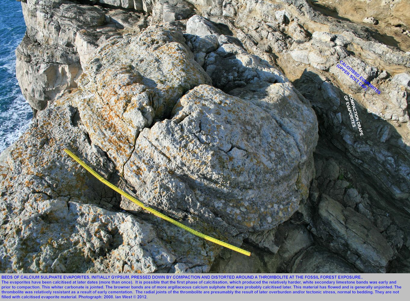 Apparent relationship of calcitised evaporites to a thrombolite, Soft Cap, Basal Purbeck Group, Fossil Forest ledge, east of Lulworth Cove, Dorset, 2008