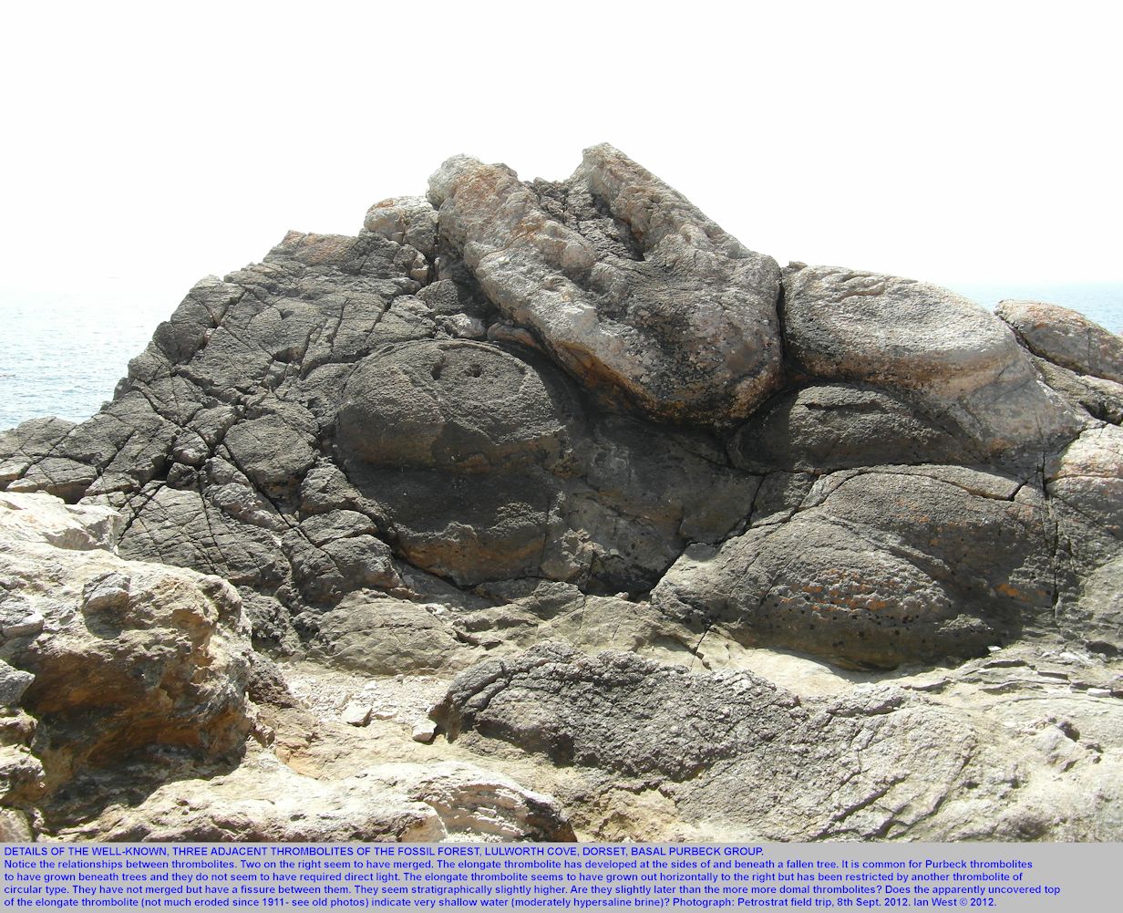 Large image  of the group of three thrombolites on trees at the Fossil Forest ledge, east of Lulworth Cove, Dorset,  showing details, 2012