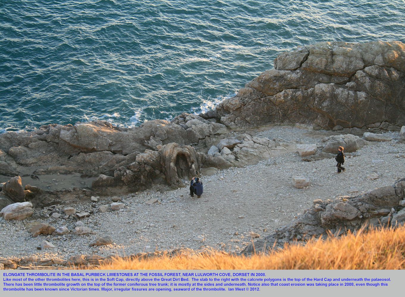 A conspicuous elongate thrombolite at the Fossil Forest ledge, east of Lulworth Cove, Dorset,seen from the cliff top, 2008