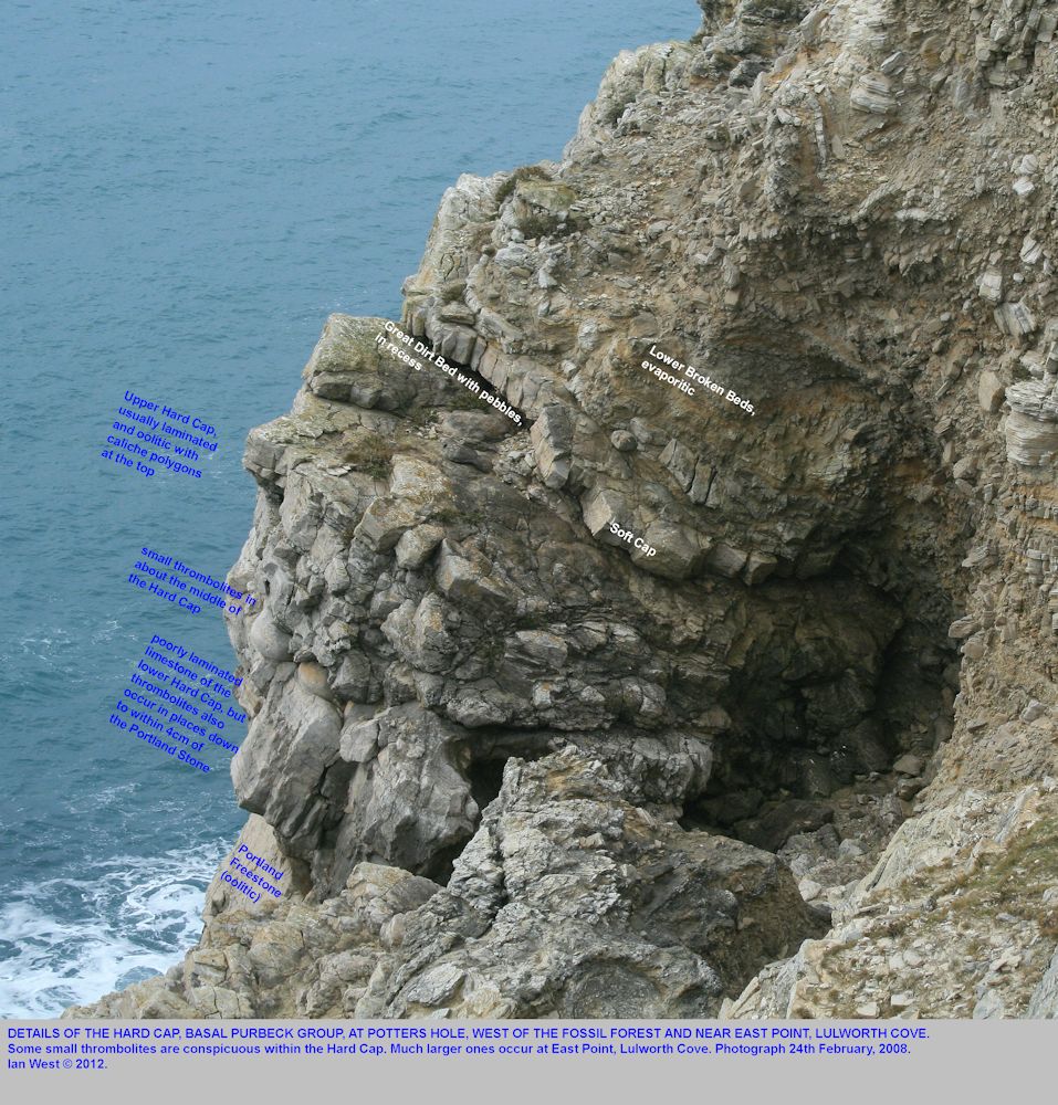 Fossil Forest ledge, east of Lulworth Cove, Dorset