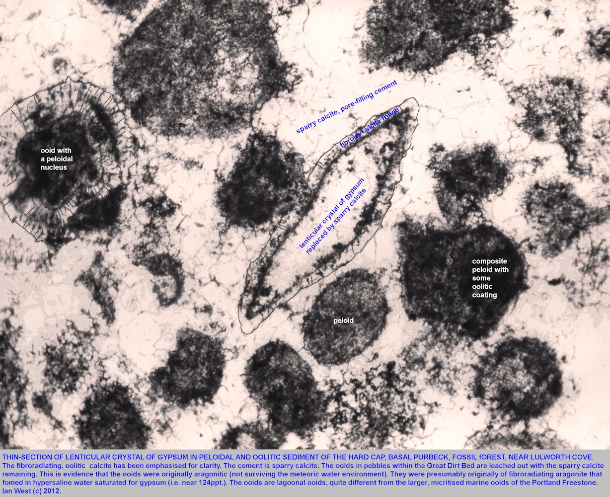 Thin-section in ppl of peloidal limestone with lagoonal ooids and a lenticular crystal of gypsum, replaced by calcite, Hard Cap, Fossil Forest ledge, east of Lulworth Cove, Dorset