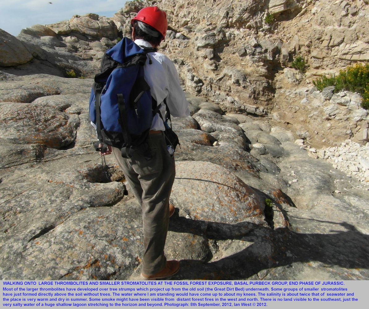 Ian West walks on a thrombolite surface at the Fossil Forest ledge, east of Lulworth Cove, Dorset, September, 2012