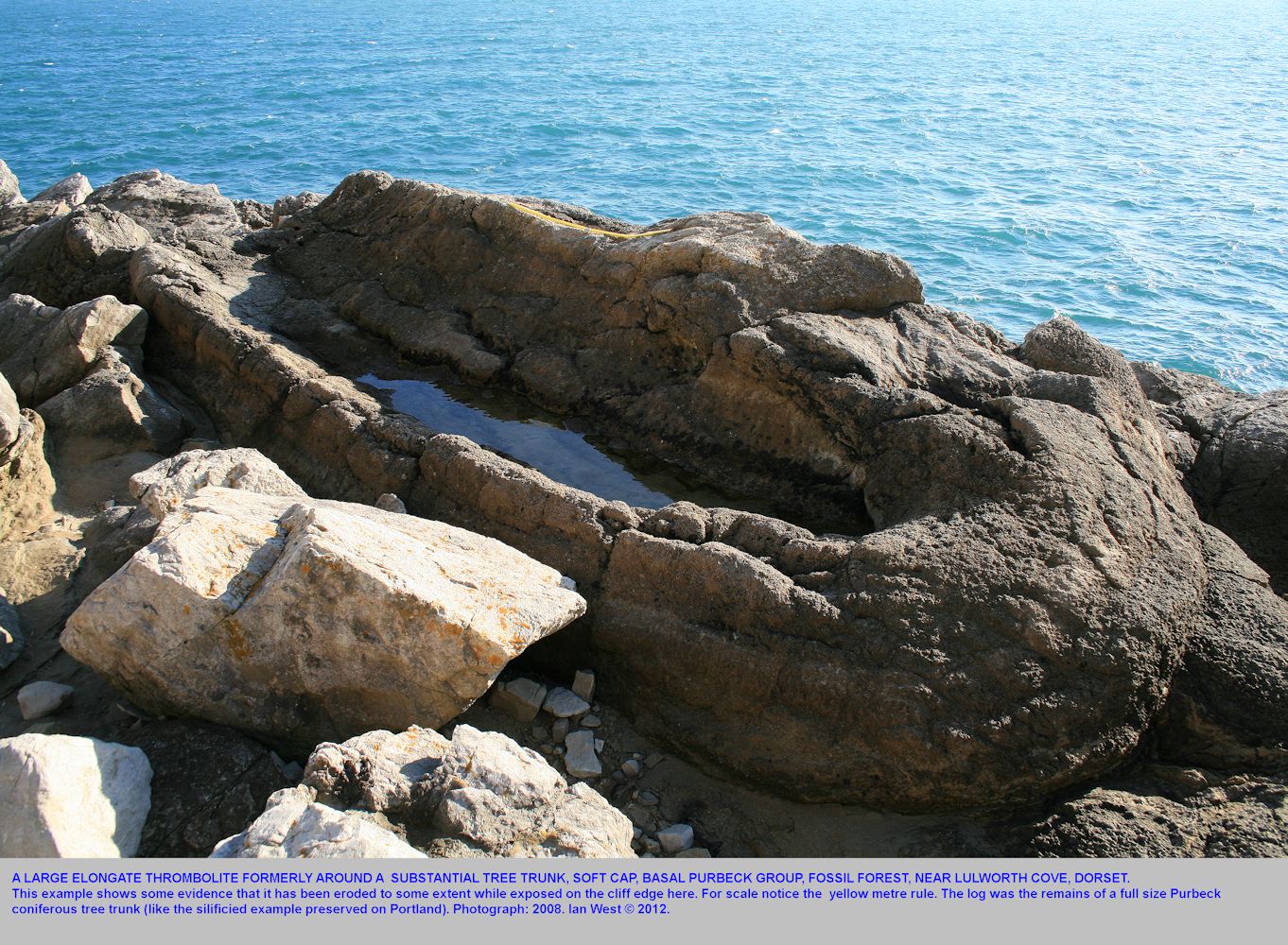 Large oblique, elongate, thrombolite, Soft Cap, Fossil Forest ledge, east of Lulworth Cove, Dorset, 2008