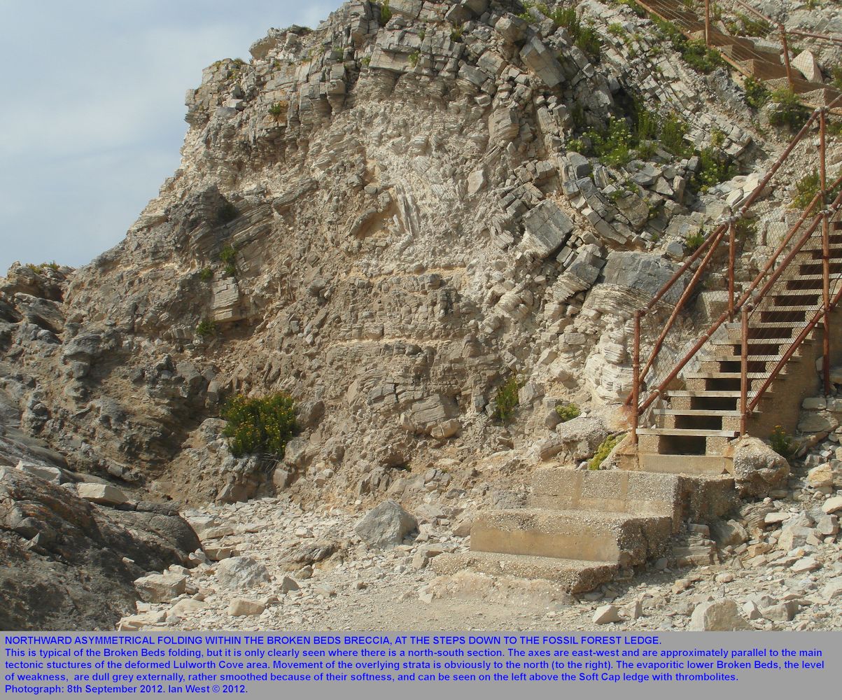 Northward folding based on the evaporitic horizon in the Broken Beds, at the steps down, Fossil Forest ledge, east of Lulworth Cove, Dorset, 8th September 2012