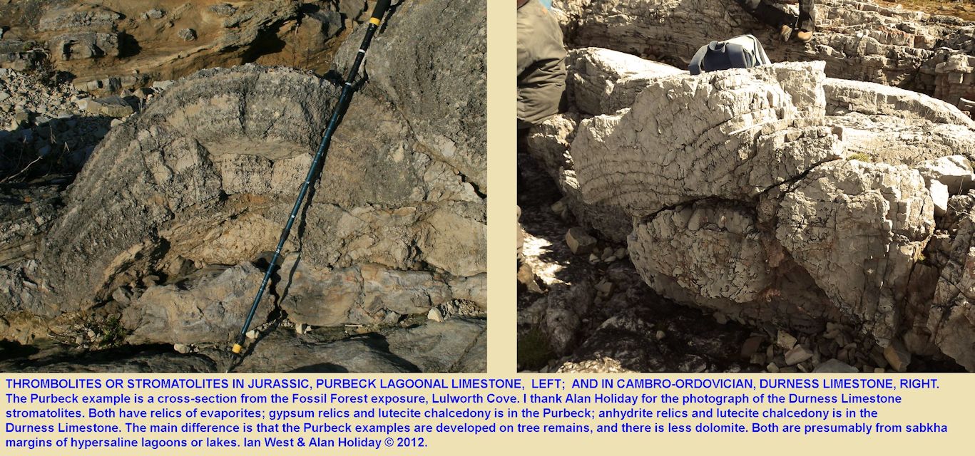 Comparison of cross-sections through thrombolites or stromatolite of the PurbeckFossil Forest ledge, east of Lulworth Cove, Dorset, and of the Cambro-Ordovician Durness Limestone