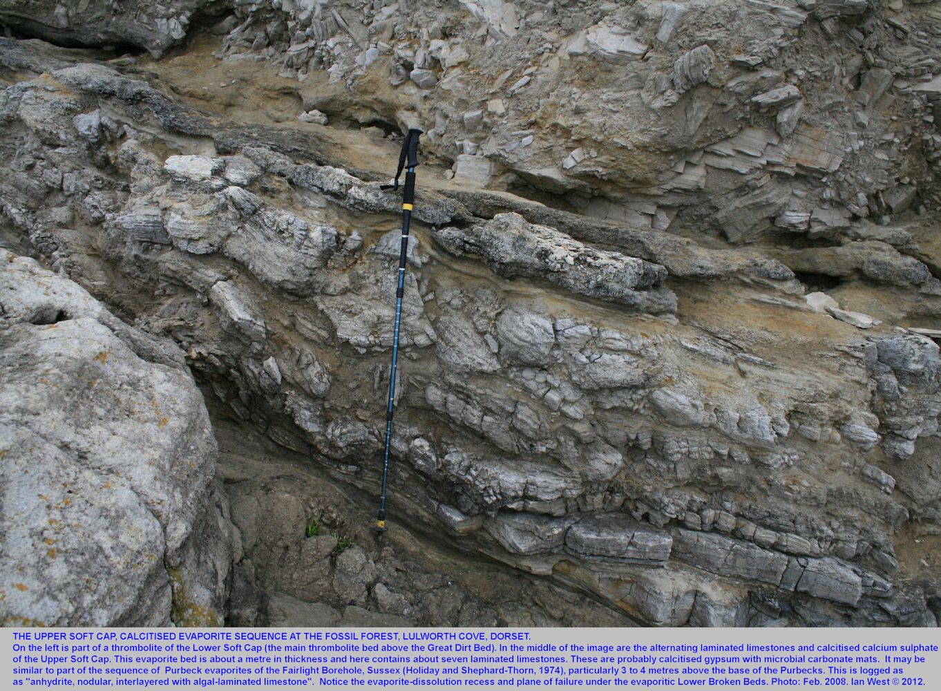 The calcitised evaporites of the Upper Soft Cap, basal Purbeck Group, the Fossil Forest ledge, east of Lulworth Cove, Dorset, 24th February 2008