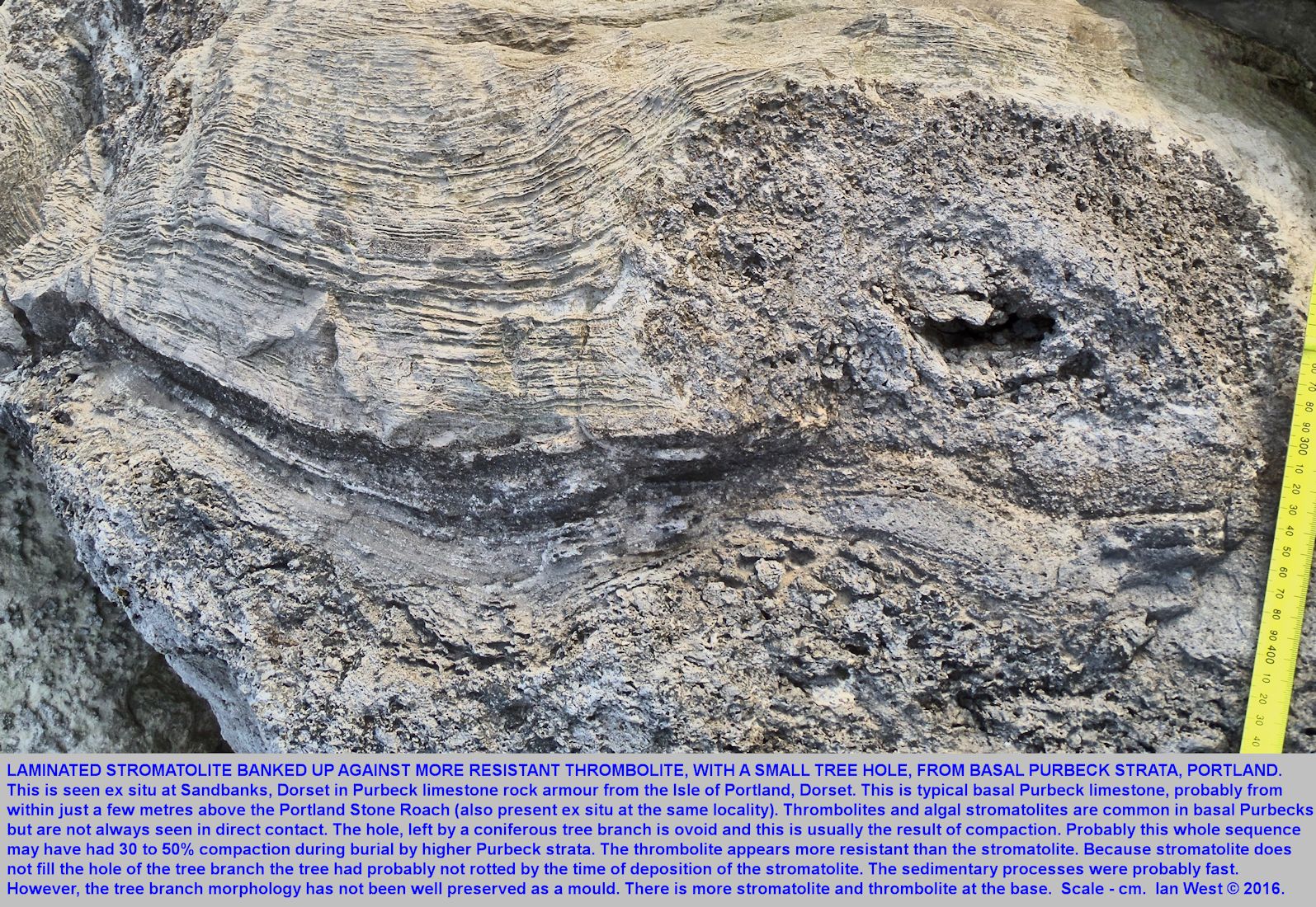 A thrombolite developed around a tree branch but buried in well-developed, laminated, stromatolite, from the basal Purbecks of the Isle of Portland, and seen in rock armour at Sandbanks, Dorset, 2016