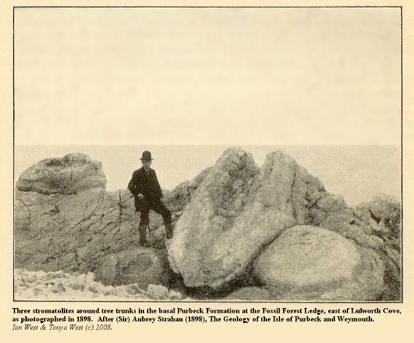 The classic three thrombolies at the Fossil Forest, east of Lulworth Cove, Dorset, as photographed in 1898