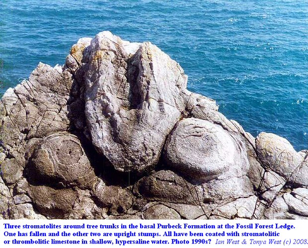 Microbial mounds or thrombolites on three coniferous trees at the Fossil Forest, east of Lulworth Cove, Dorset, 1990s?