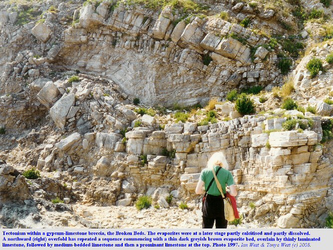 A northward overfold in the Broken Beds evaporite/limestone breccia or cargneule at the Fossil Forest Ledge, east of Lulworth Cove, Dorset, 1997