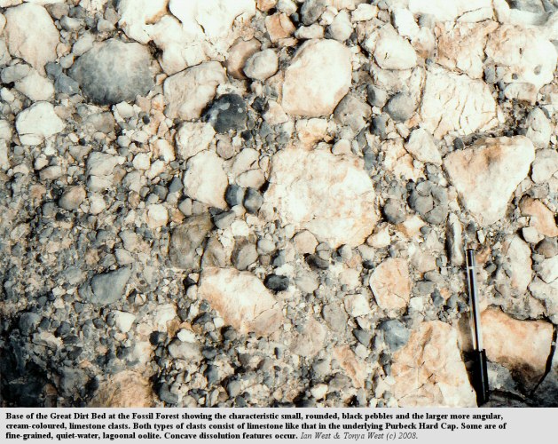 Basal pebble bed of the Great Dirt Bed, Fossil Forest, east of Lulworth Cove, Dorset, with black pebbles