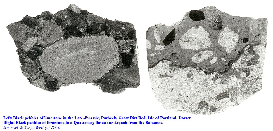 Comparison of limestone with black pebbles from the Purbeck Great Dirt Bed of Dorset and the Quaternary of the Bahamas