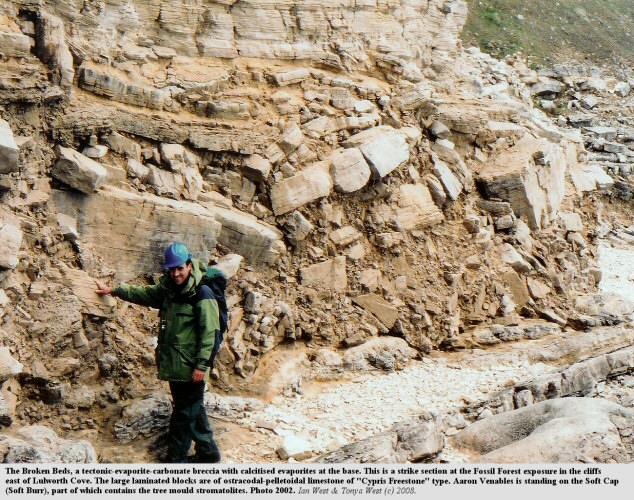 Broken Beds, an evaporite-carbonate breccia, at the Fossil Forest, east of Lulworth Cove, Dorset, 2002