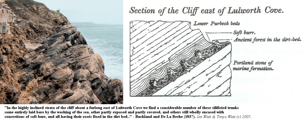 The Fossil Forest, east of Lulworth Cove, Dorset, as sketched by Buckland and De La Beche, 1837