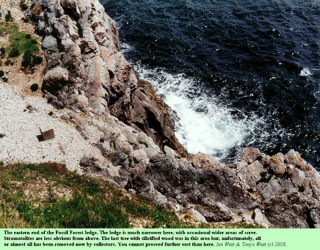 The eastern part of the Fossil Forest Ledge, east of Lulworth Cove, Dorset, June 2000