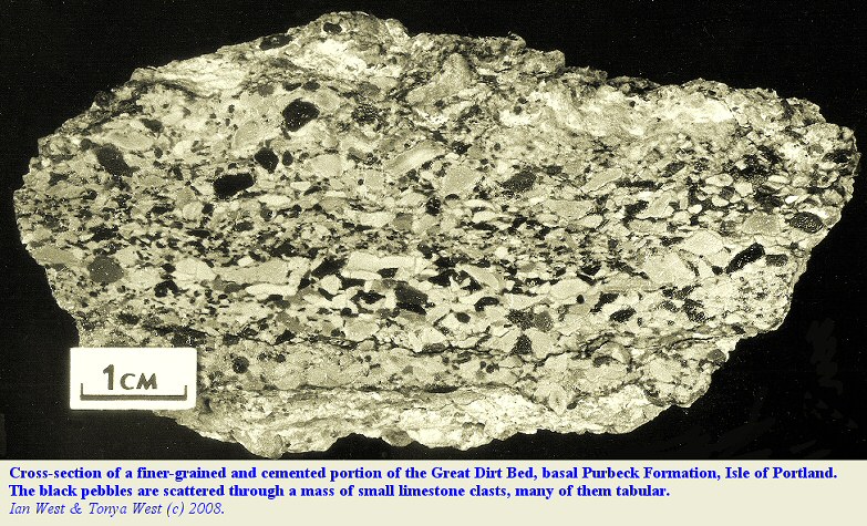 A cross section of a finer-grained portion of the Great Dirt Bed, basal Purbeck Formation, Isle of Portland, Dorset