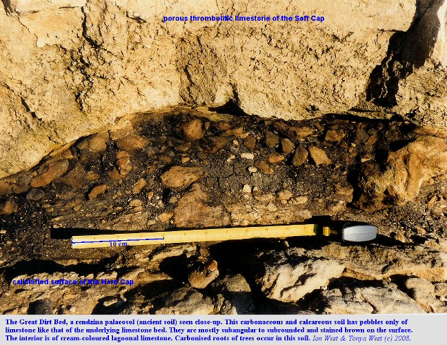 A close view of the Great Dirt Bed at the Fossil Forest, east of Lulworth Cove, Dorset