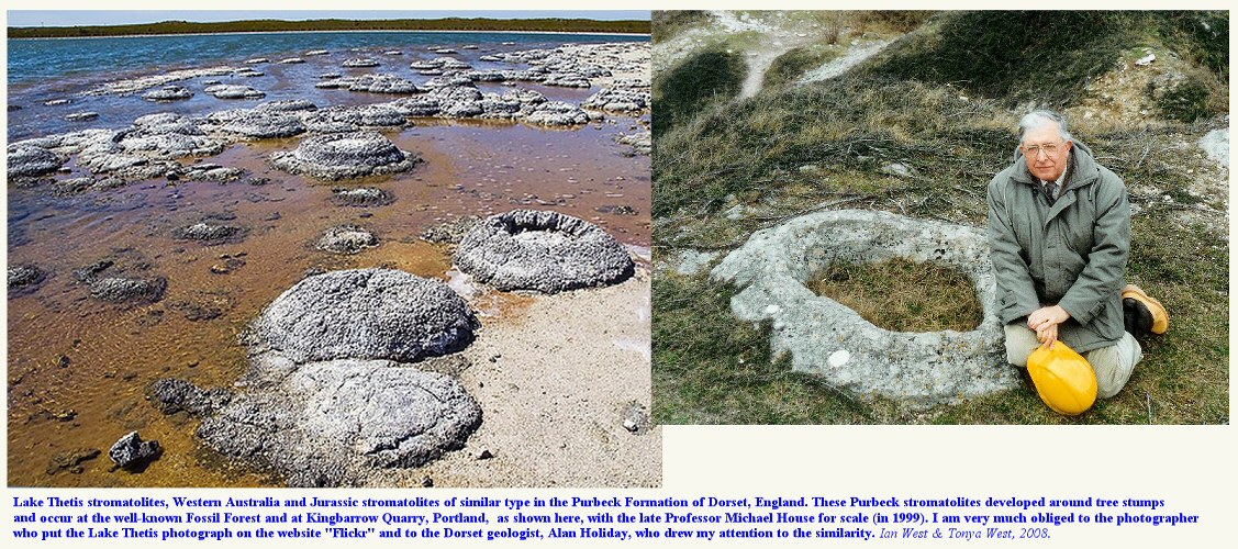 Recent thrombolites  at Lake Thetis, Western Australia and a Jurassic thrombolite in the Purbeck Formation at Kingbarrow Quarry, Isle of Portland, Dorset