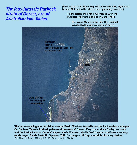 The Purbeck environment as shown by the features of the Fossil Forest, east of Lulworth Cove, Dorset, was very similar to that of Western Australia, around and north of Perth