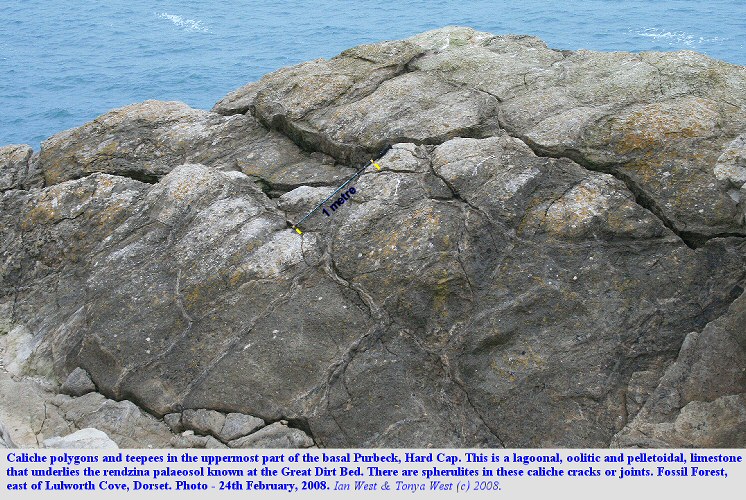 Polygonal caliche and teepee structures at the top of the Hard Cap at the Fossil Forest, east of Lulworth Cove, Dorset, February 2008