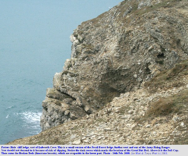 Potters Hole, a basal Purbeck exposure near the Fossil Forest, east of Lulworth Cove, Dorset, Feb 2008