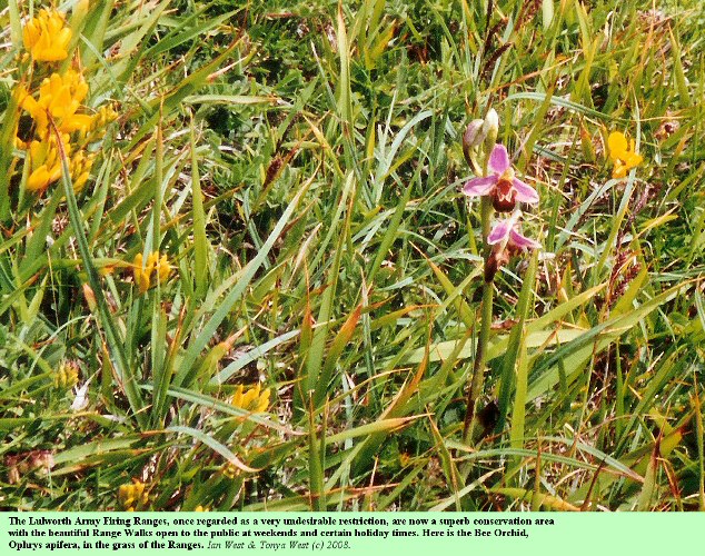 Plants in the Lulworth Firing Ranges, Dorset