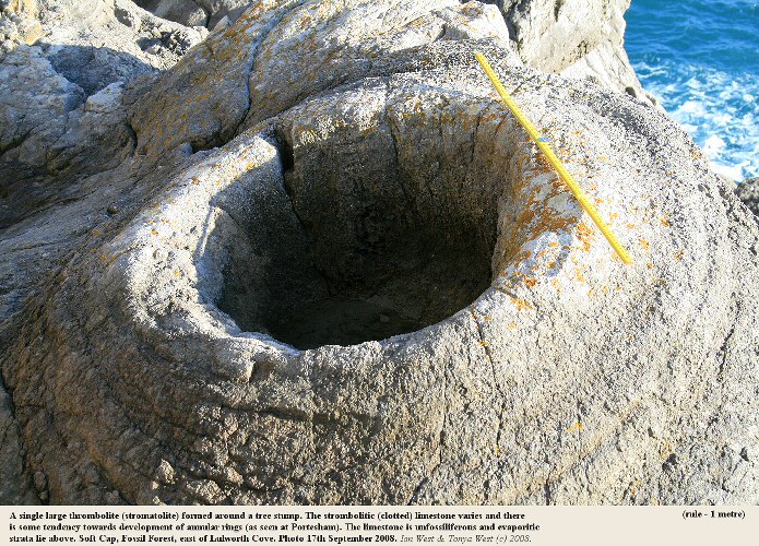 A well-developed thrombolite, with detail shown, Soft Cap, Purbeck Formation, Fossil Forest, east of Lulworth Cove, Dorset, 2008